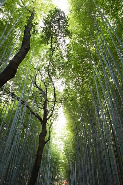 Poster for Dark Star