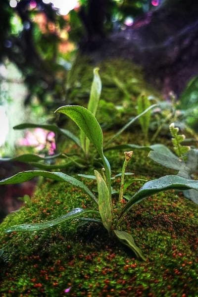 Poster for Scarlet Odyssey