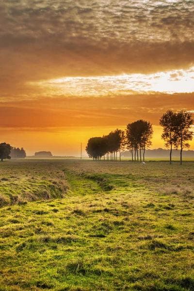 Poster for Distant Bloom