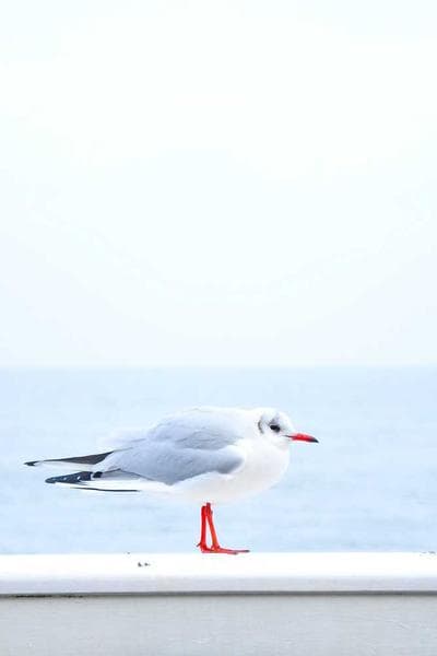 Poster for Fallen Bridge