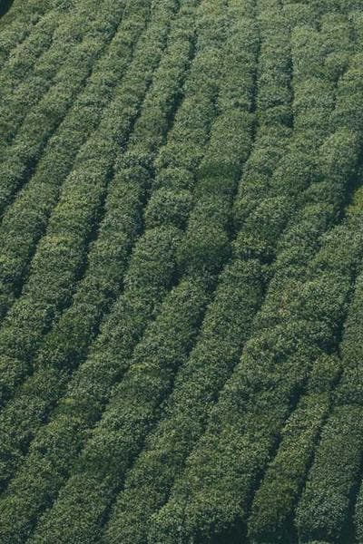 Poster for Dark Shadow