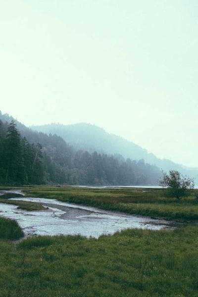 Poster for Endless Forest