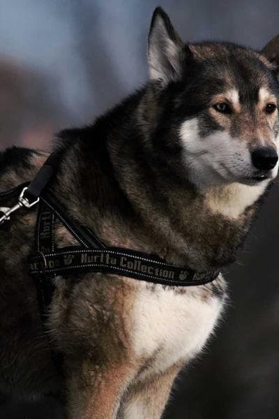 Poster for Distant Shadow