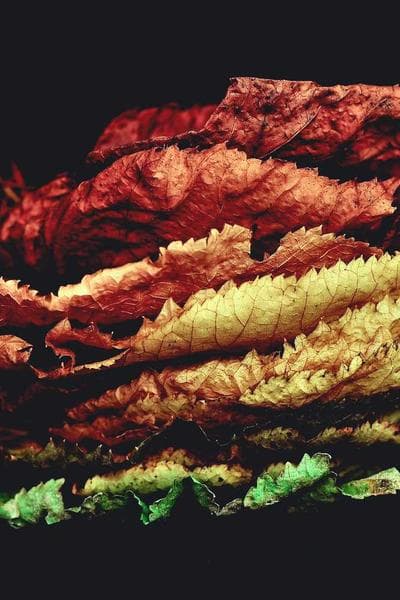 Poster for Northern City