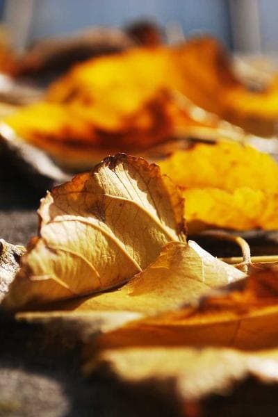 Poster for Last Rain