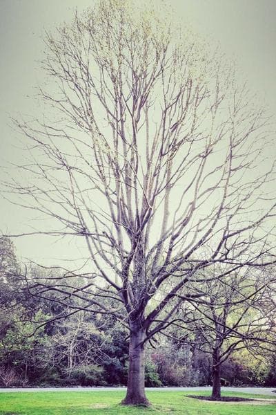 Poster for Wild Hunter