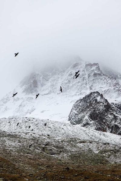 Poster for Last Witness