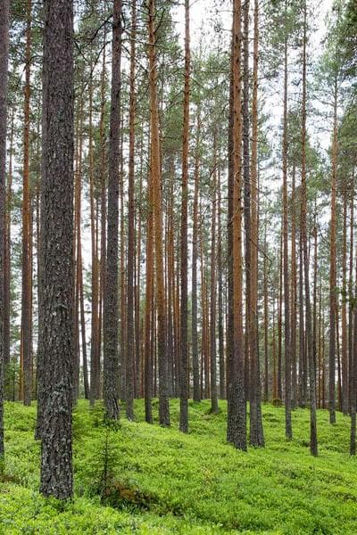 Poster for First Storm