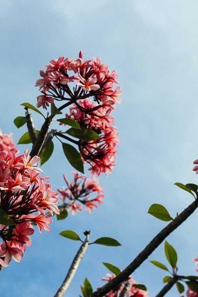 Poster for Frozen Sonata