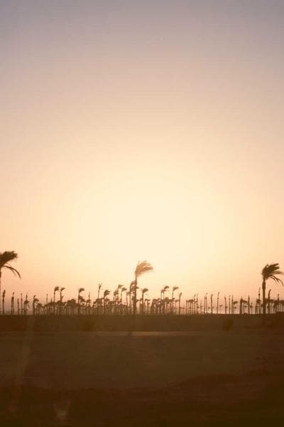 Poster for Nocturnal Sonata