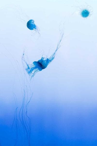 Poster for Scarlet Rain