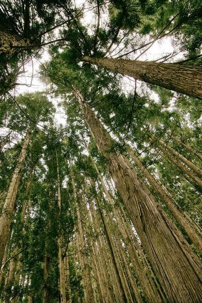 Poster for Dark Forest