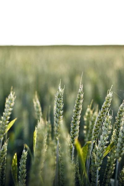 Poster for Last Mountain