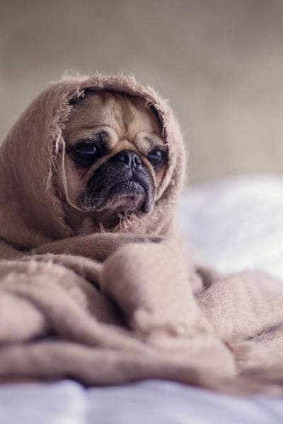 Poster for Silent Dawn