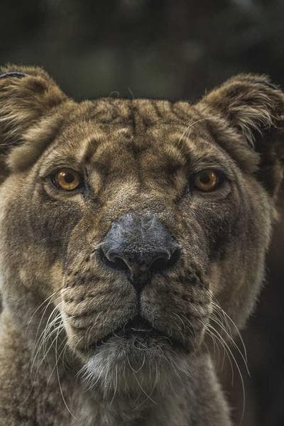 Poster for Hollow Machine