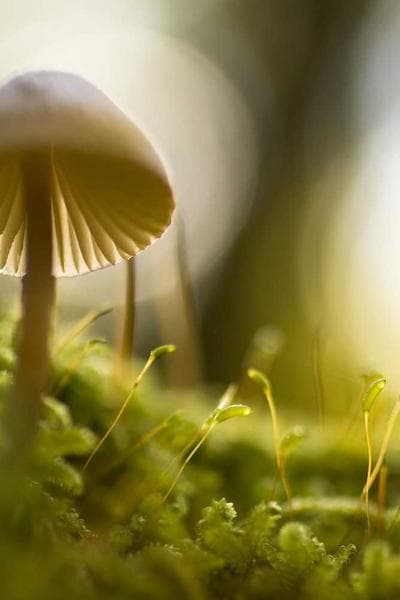 Poster for Velvet Harbor