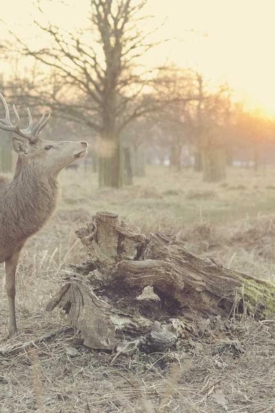 Poster for Dark Passage