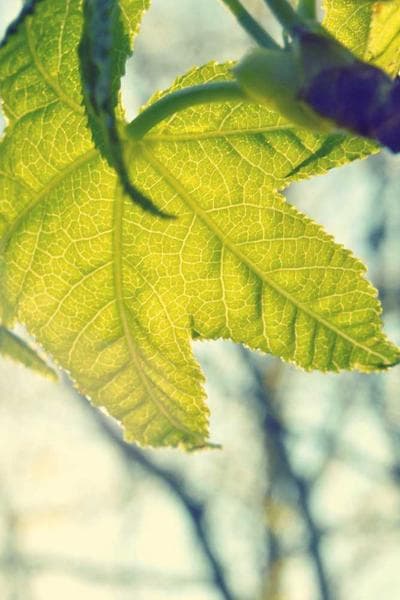 Poster for Wild City