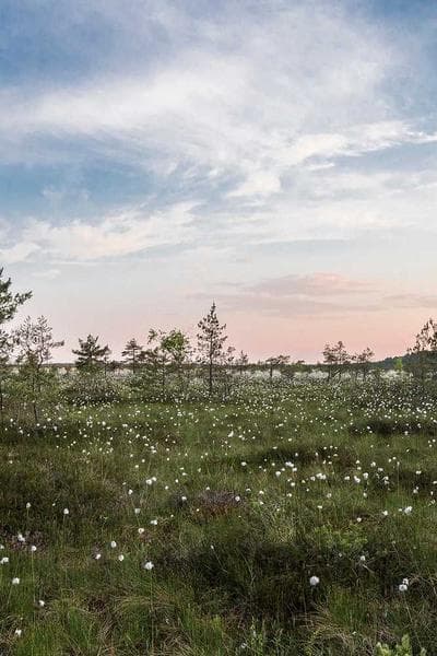 Poster for Velvet Sky