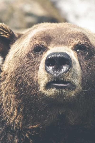 Poster for Scarlet Whisper