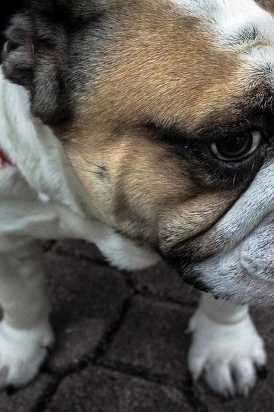 Poster for Sacred Forest