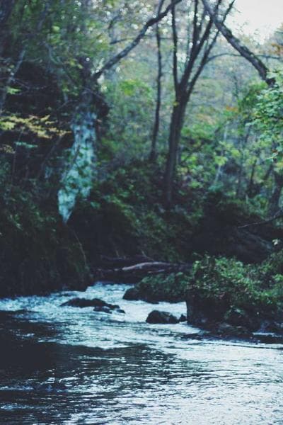 Poster for Wild Star