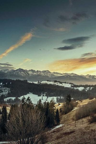 Poster for Northern Ash