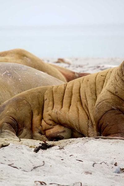 Poster for Frozen Shadow